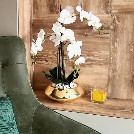 Divchy Dream Divčibare