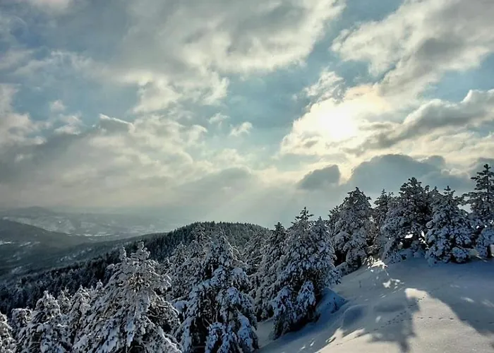 Divchy Dream * Дивчибаре