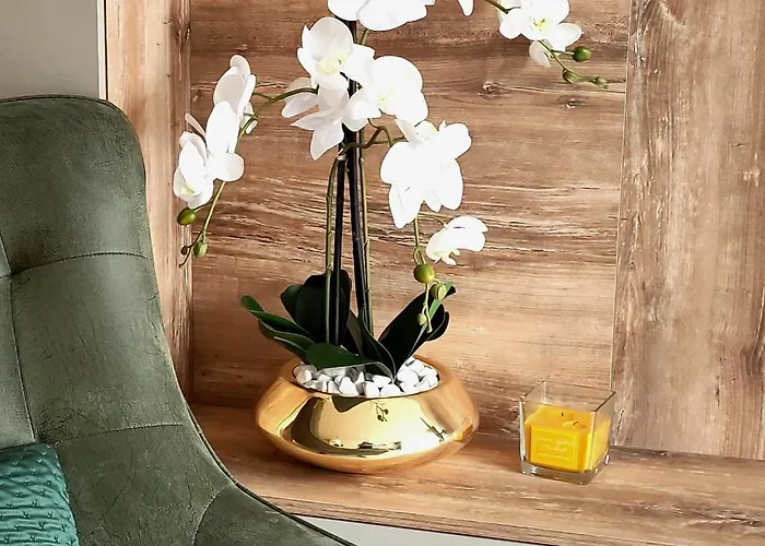 Divchy Dream Divčibare